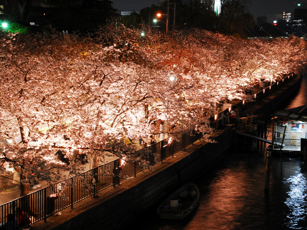 夜桜を関西で楽しむ ライトアップ穴場情報17 シェアハウスで暮らしてみれば